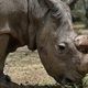Sudan at the Ol Pejeta Conservancy in May, 2017.